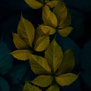 Dark green minimal wallpaper