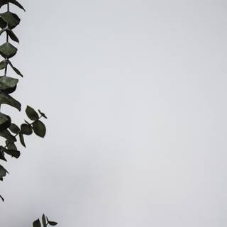 Dark green minimal wallpaper