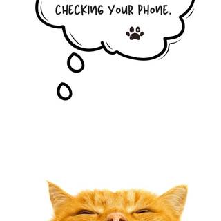 Funny cat wallpaper