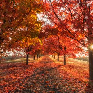 Cute autumn Chromebook wallpaper