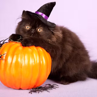 Cats Halloween desktop wallpaper