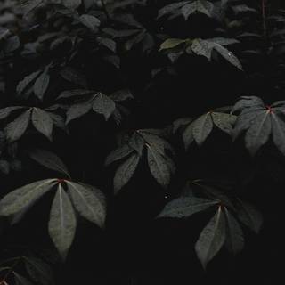 Soft dark 4k wallpaper