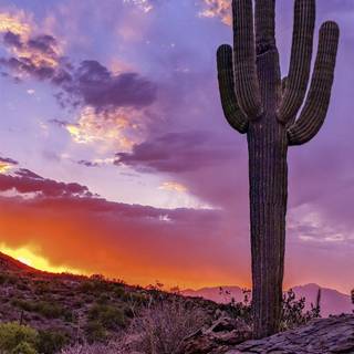 Arizona iPhone wallpaper