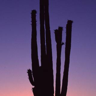 Arizona iPhone wallpaper