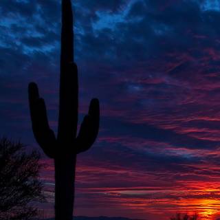 Arizona iPhone wallpaper