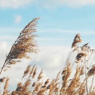 iPhone field wallpaper