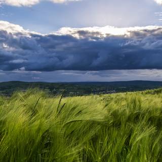 iPhone field wallpaper