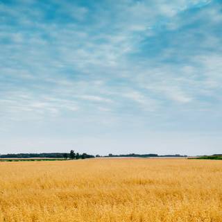 iPhone field wallpaper