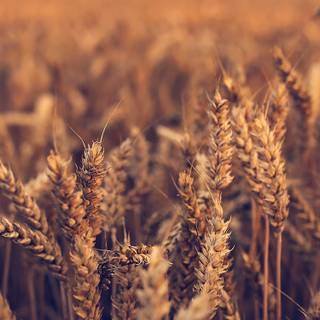 iPhone field wallpaper