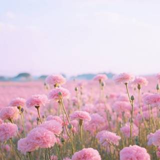iPhone field wallpaper