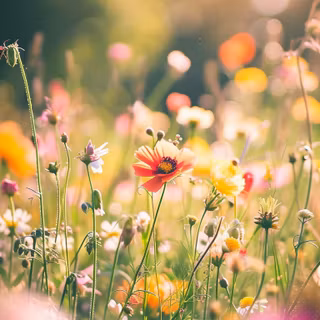 iPhone field wallpaper