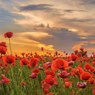 iPhone field wallpaper