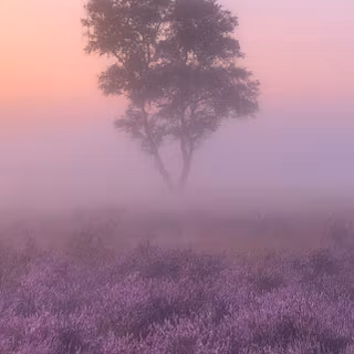 iPhone field wallpaper