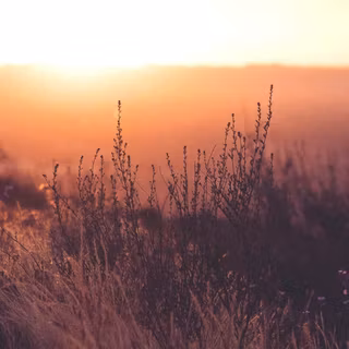 iPhone field wallpaper