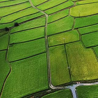 iPhone field wallpaper