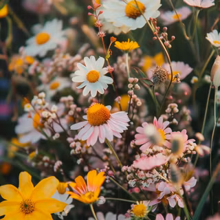 iPhone field wallpaper