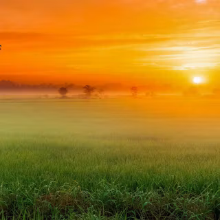 iPhone field wallpaper