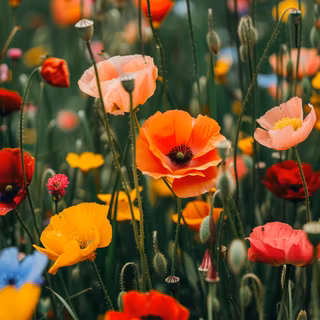 iPhone field wallpaper