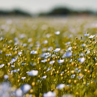 iPhone field wallpaper