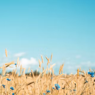 iPhone field wallpaper