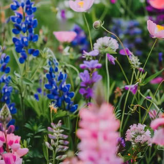 iPhone field wallpaper