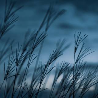 Dark blue nature wallpaper