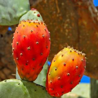 Spiny fruit wallpaper