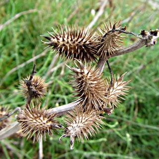 Spiny fruit wallpaper