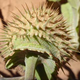 Spiny fruit wallpaper