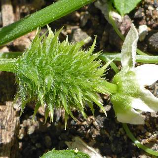 Spiny fruit wallpaper