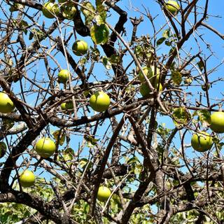 Spiny fruit wallpaper