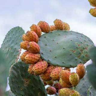 Spiny fruit wallpaper