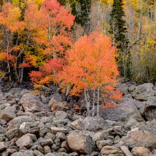Aspen USA Rocky Mountains autumn wallpaper