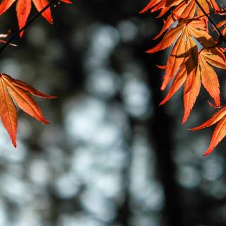 Autumn leaves 4k iPhone wallpaper