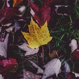 Autumn leaves 4k iPhone wallpaper