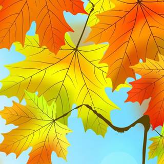 Autumn leaves 4k iPhone wallpaper