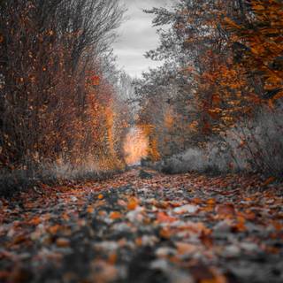 Autumn leaves 4k iPhone wallpaper