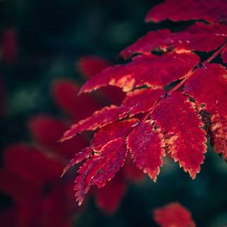 Autumn leaves 4k iPhone wallpaper