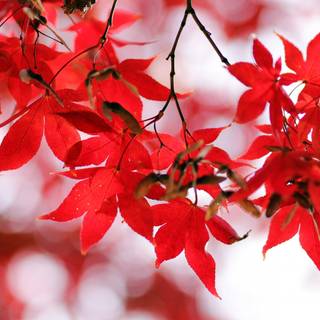 Autumn leaves 4k iPhone wallpaper