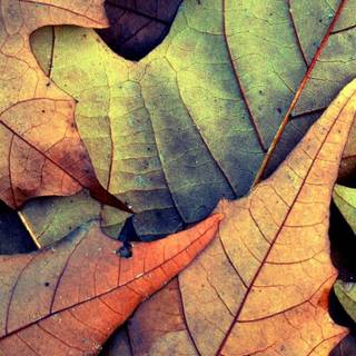Autumn leaves 4k iPhone wallpaper