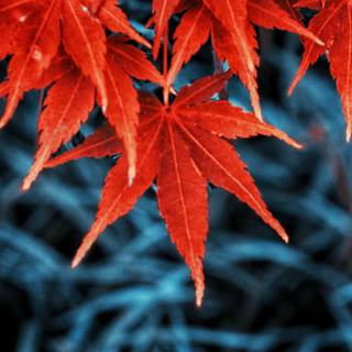 Autumn leaves 4k iPhone wallpaper