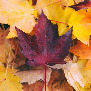 Autumn leaves 4k iPhone wallpaper