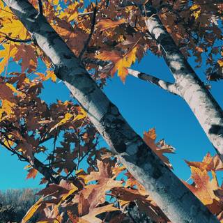 Autumn leaves 4k iPhone wallpaper