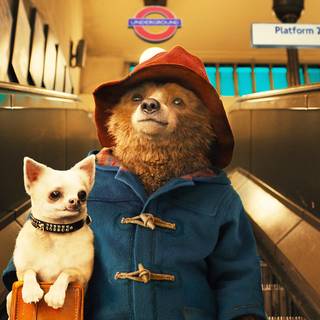 Paddington wallpaper