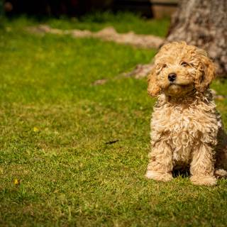Poodle puppies wallpaper