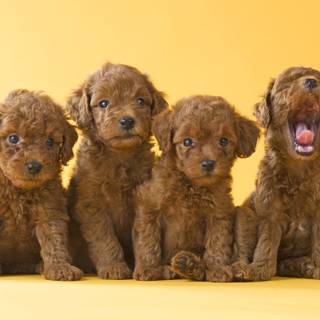 Poodle puppies wallpaper