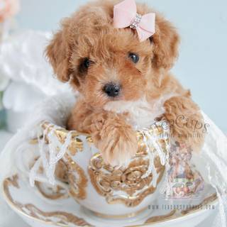Poodle puppies wallpaper