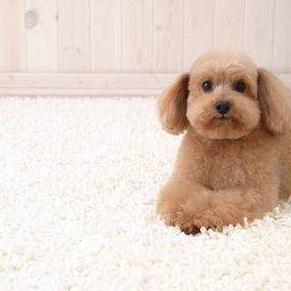 Poodle puppies wallpaper