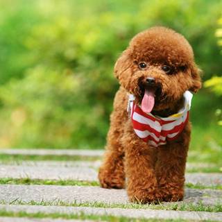 Poodle puppies wallpaper