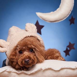 Poodle puppies wallpaper